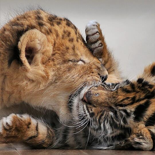 Die beiden kleinen Raubkatzen im japanischen Safari-Zoo