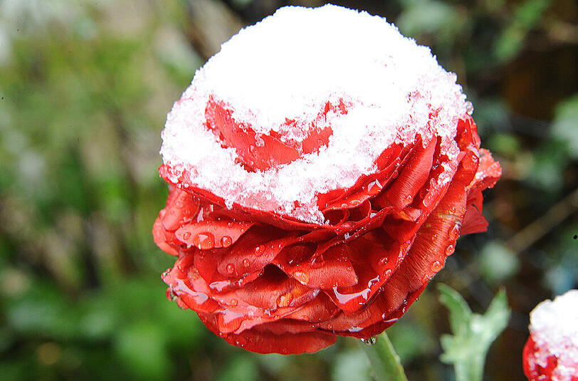 Der Frühling wird auch weiterhin nicht wirklich in München Einzug halten.