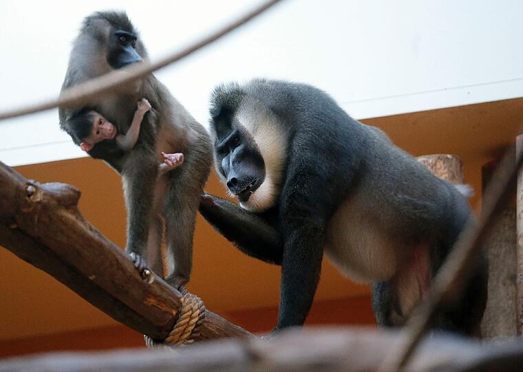 Bilder vom neuen Drill-Baby im Tierpark Hellabrunn