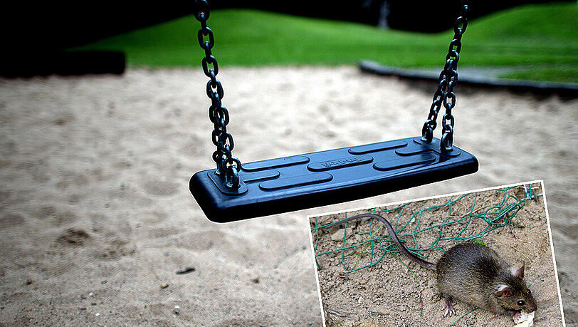 Ein Spielplatz im Glockenbachviertel ist derzeit wegen Ratten gesperrt. Ein Spielplatz im Glockenbachviertel ist derzeit wegen Ratten gesperrt.