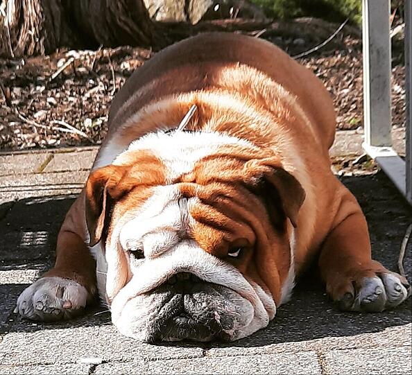 Franky