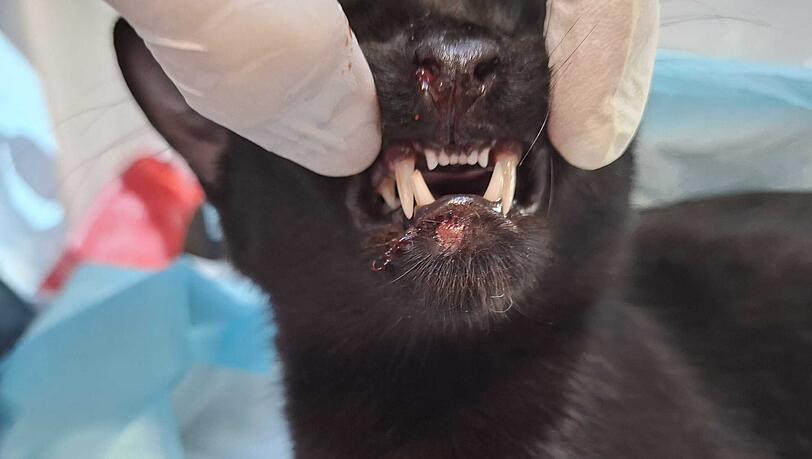 Kater Massimo nach dem Sturz: Die blutige Nase und Verletzungen am Maul sind gut zu erkennen.
