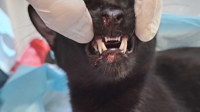 Kater Massimo nach dem Sturz: Die blutige Nase und Verletzungen am Maul sind gut zu erkennen. Kater Massimo nach dem Sturz: Die blutige Nase und Verletzungen am Maul sind gut zu erkennen.