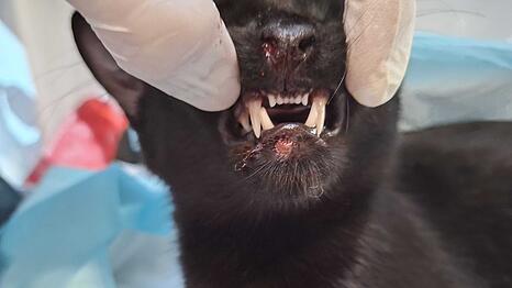 Kater Massimo nach dem Sturz: Die blutige Nase und Verletzungen am Maul sind gut zu erkennen.