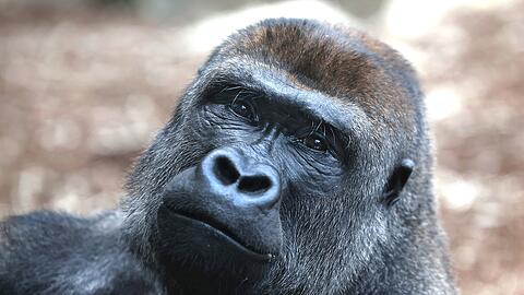 Was mag sich dieser Gorilla wohl gerade denken. Eine Minute schaut er durch die Glasscheibe und fixiert seinen Betrachter.