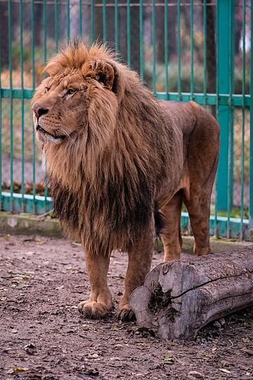 Diese Bilder machen betroffen: So sahen die Löwen im Zoo von Razgrad aus, als sie befreit wurden.