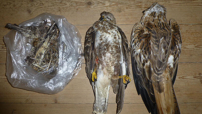 Drei weitere tote Vögel geben in und um Cham Rätsel auf.