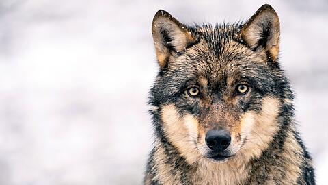 Ein europäischer Grauwolf. Viele Bauern sehen in ihm eine Bedrohung für die Almwirtschaft.