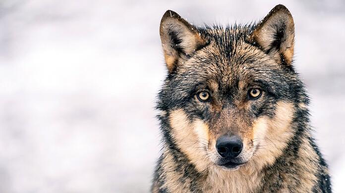Ein europäischer Grauwolf. Viele Bauern sehen in ihm eine Bedrohung für die Almwirtschaft.