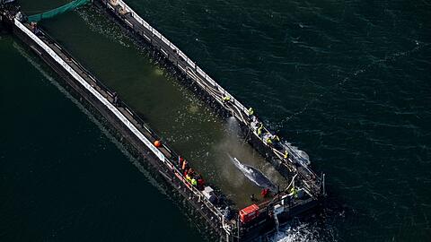 Nach langem Bangen setzte sich die Barge mit dem Wal in Bewegung.