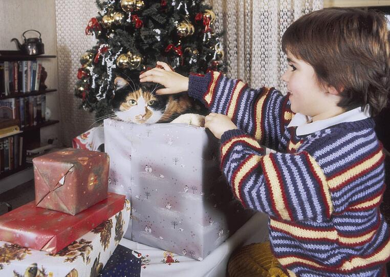 Ein Kätzchen unterm Weihnachtsbaum.
