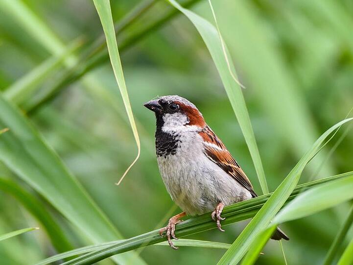 Ein männlicher Haussperling (Passer domesticus), auch als Spatz bekannt. Foto: Nicolas Armer/Archivbild