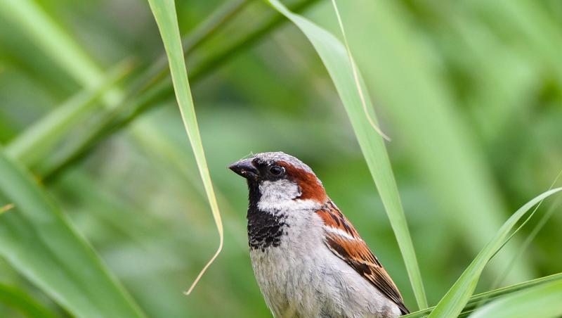 Ein männlicher Haussperling (Passer domesticus), auch als Spatz bekannt. Foto: Nicolas Armer/Archivbild Ein männlicher Haussperling (Passer domesticus), auch als Spatz bekannt. Foto: Nicolas Armer/Archivbild