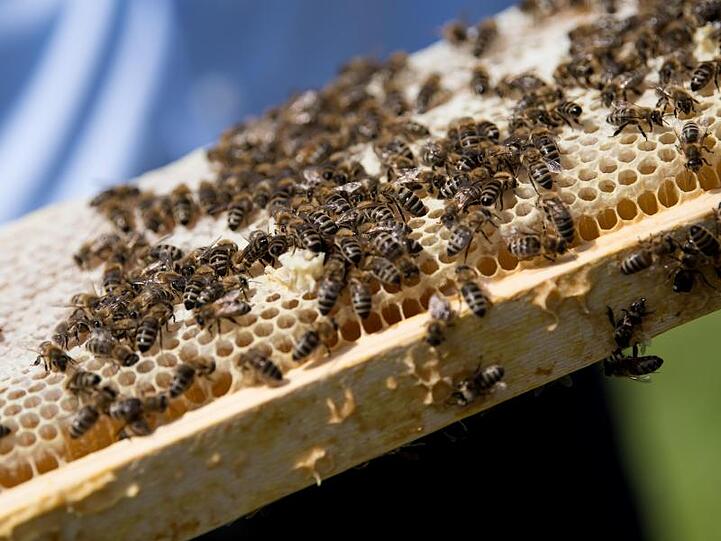 Bienen sitzen auf einer Wabe. Foto: Sven Hoppe/dpa/Archivbild
