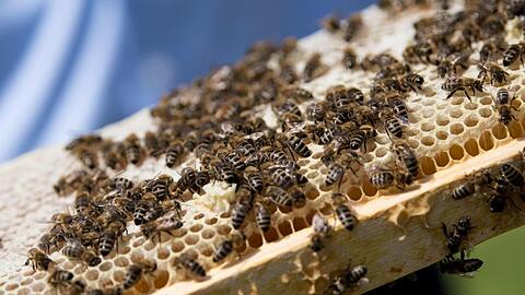 Bienen sitzen auf einer Wabe. Foto: Sven Hoppe/dpa/Archivbild