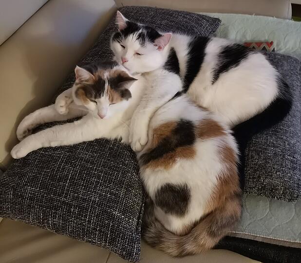 Geschwister-Katzen Mädi und Burli (Europäisch Kurzhaar)