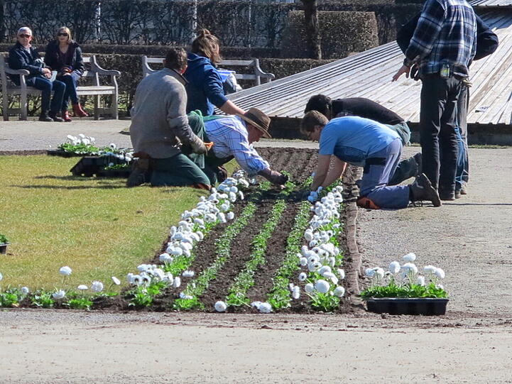 Die Stadtgärtner setzen die ersten Frühlingsblumen ein.