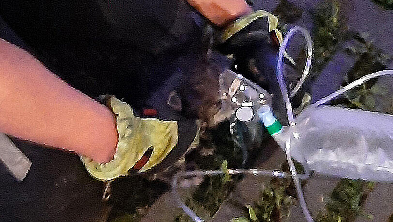Einige der Katzen wurden vor Ort mit Sauerstoff behandelt. Einige der Katzen wurden vor Ort mit Sauerstoff behandelt.