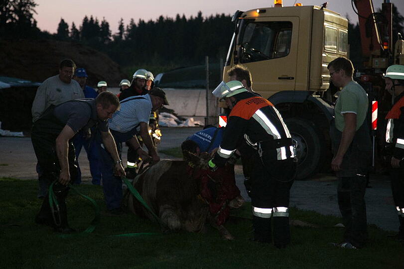 Bei Seeon-Seebruck ist eine Kuh in eine Güllegrube gestürzt und wurde mit Hilfe der Feuerwehr aus ihrer misslichen Lage befreit. Die Bilder...