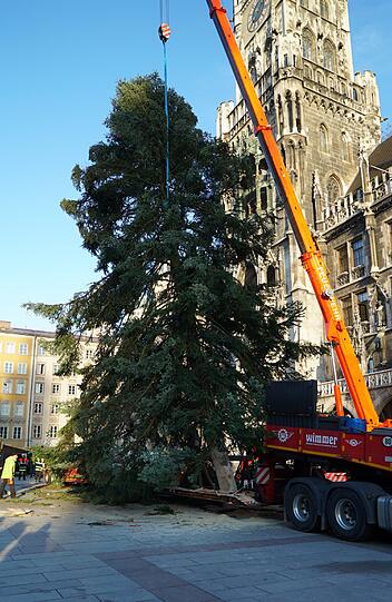 Stück für Stück wird der Mega-Baum aufgerichtet.