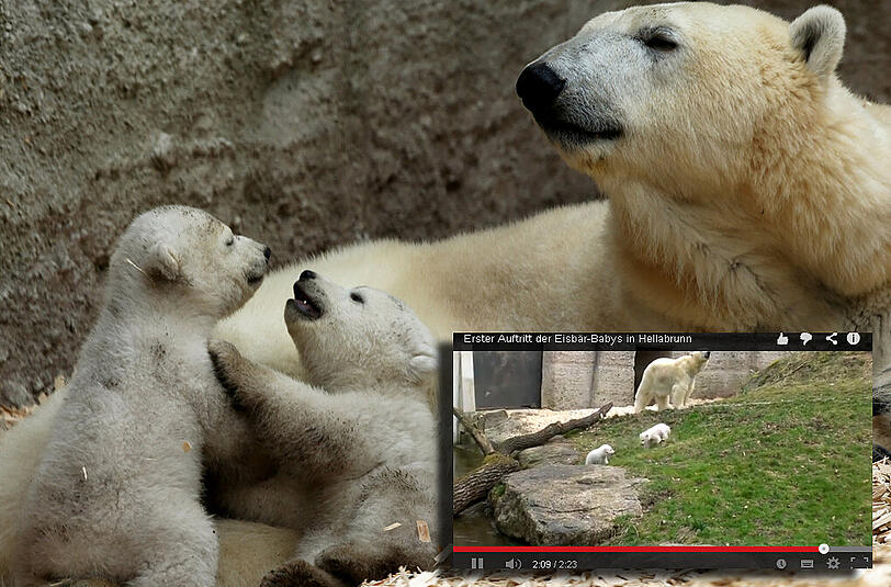 Sehen Sie die ersten Schritte der Eisbär-Babys in ihrem neuen Zuhause im Video.
