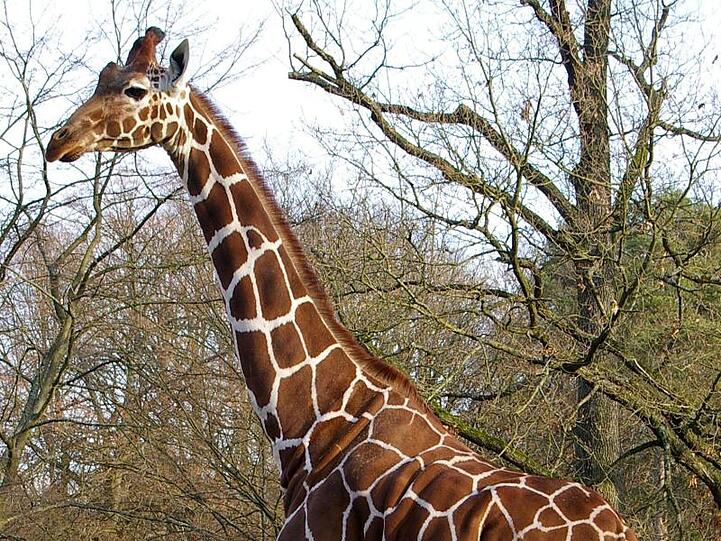 Das Archivfoto zeigt die Giraffe "Lilli" im Gehege des Tiergartens. Foto: Helmut Mägdefrau/Tiergarten Stadt Nürnberg