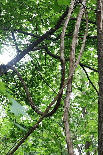 Kein Zweifel, Tarzan hätte hier seine wahre Freude gehabt.