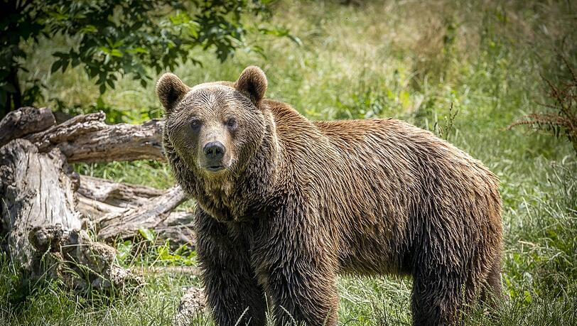 Ein Tier, das auch gefährlich werden kann: der Bär.