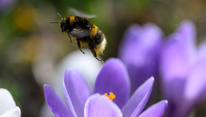 Bei der Hummel-Challenge kann jeder mitmachen (Foto Archiv). Bei der Hummel-Challenge kann jeder mitmachen (Foto Archiv).