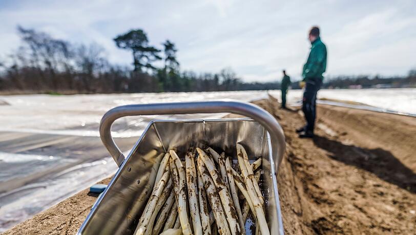 Frisch gestochener Spargel: Vor Ostern werden erste Mengen regionalen Spargels im Verkauf erwartet.