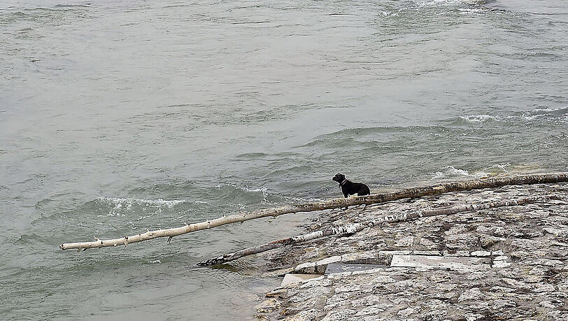 Hund in Not: Die zweijährige Mia ist beim Schwimmen in der Isar auf eine Insel geschwemmt worden und kam nicht mehr weg.