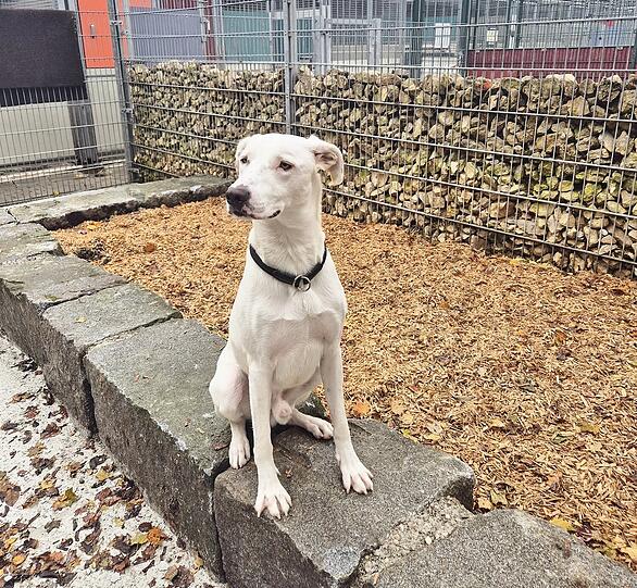 Ares (2) ist ein liebenswerter Mischlingshund, der eine konsequente und erfahrene Führung benötigt. Als ehemaliger Straßenhund bringt er eine bewegte Vergangenheit mit. Gibt man ihm die Zeit und Liebe, die er benötigt, wird er ein verschmuster und treuer Begleiter.