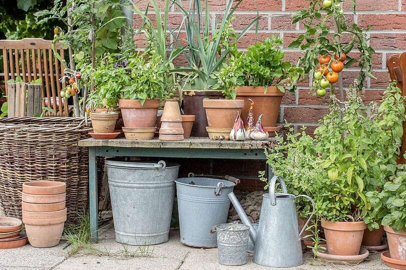 Nat&uuml;rlicher Schutz vor M&uuml;cken: selbstgezogene Tomatenpflanzen auf dem Balkon oder im Garten bringen nicht nur Spa&szlig; und im besten Fall reichlich Ernte, sondern haben einen n&uuml;tzlichen Nebeneffekt im Sommer: der Duft der Pflanze verscheucht auch l&auml;stige M&uuml;cken. Denn die Tomatenpflanzen riechen so intensiv, dass Stechm&uuml;cken lieber einen gro&szlig;en Bogen um sie fliegen.