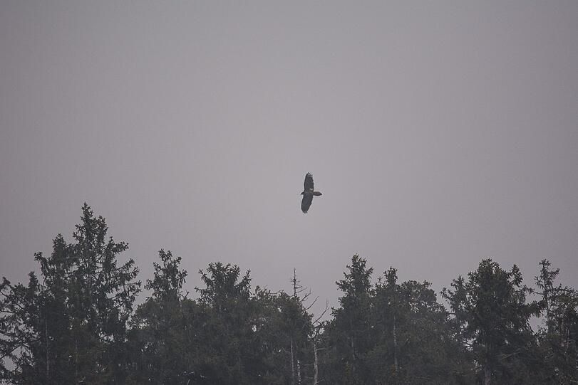 Erwischt: Bartgeier "Fortuna" kreist Mitte März über einem Wald bei Oberstdorf.