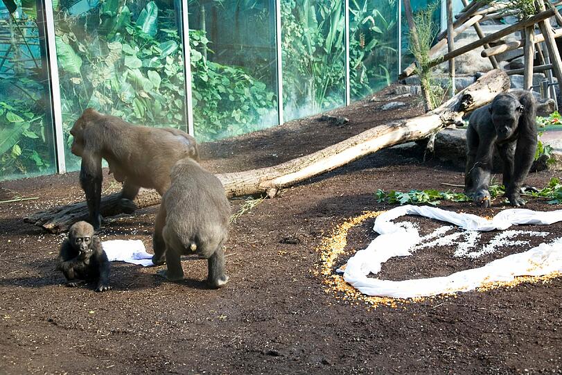 Weitere Bilder aus dem Gorilla-Gehege nach der Taufe.