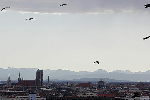 Regensburg ist bislang die einzige Stadt, in der die Auswirkungen der Nachverdichtung auf die Vogelwelt erforscht wurden. Wie die asussehen erklärt ein Vortrag in Obermenzing.