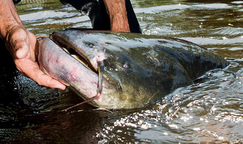 Bei dem "Killer-Waller" handelte es sich Fachleuten zufolge wohl um einen besorgten Fisch-Vater, der seinen Nachwuchs sch&uuml;tzen wollte. (Symbolbild)