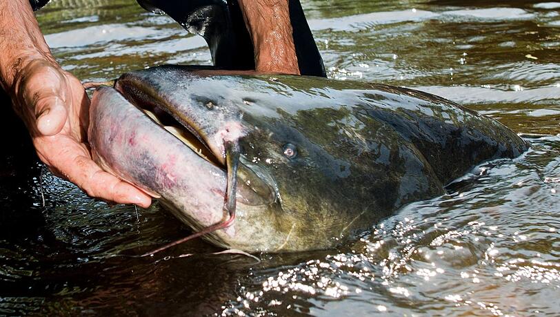 Bei dem "Killer-Waller" handelte es sich Fachleuten zufolge wohl um einen besorgten Fisch-Vater, der seinen Nachwuchs sch&uuml;tzen wollte. (Symbolbild)