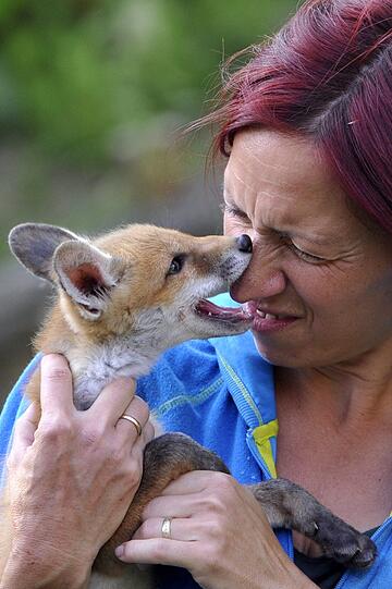 Der suße Fuchs-Welpe Pixi wächst mit Hunden auf.