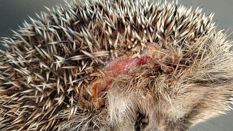 Der Kontakt mit den messerscharfen Klingen eines M&auml;hroboters kann f&uuml;r Igel schwere Schnittverletzungen zur Folge haben oder auch t&ouml;dlich enden. (Archivbild)