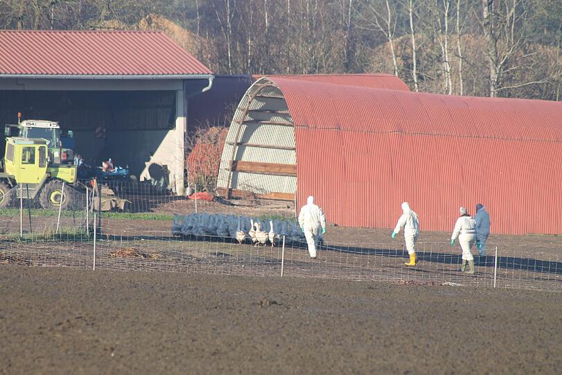 Männer in Schutzanzügen treiben eine Herde Gänse vor sich her. Der komplette Bestand des Betriebes muss gekeult werden.