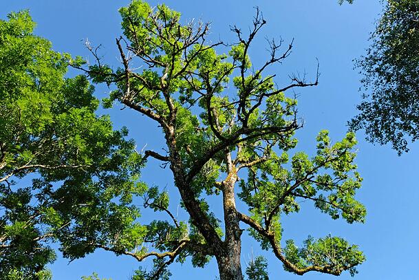 Untr&uuml;gliches Zeichen, dass eine Esche von dem gef&auml;hrlichen Pilz befallen ist: Die Krone wird kahl.