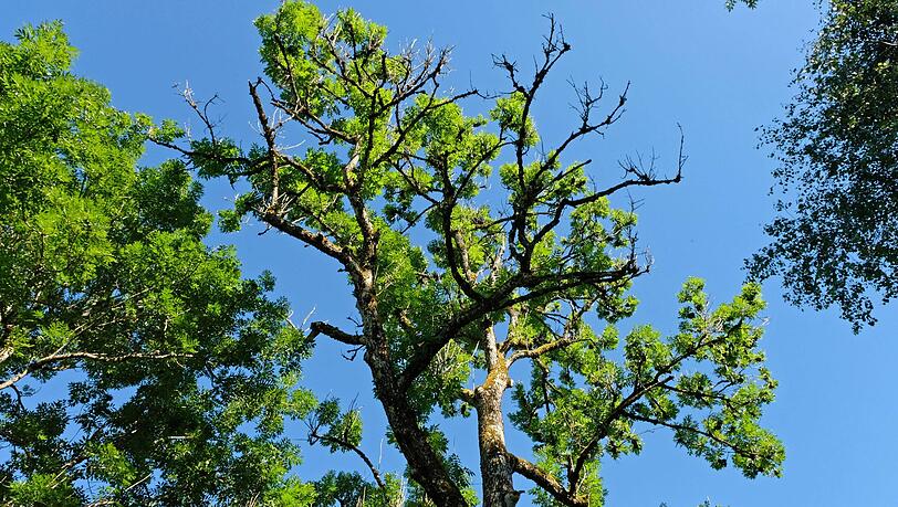 Untrügliches Zeichen, dass eine Esche von dem gefährlichen Pilz befallen ist: Die Krone wird kahl. Untrügliches Zeichen, dass eine Esche von dem gefährlichen Pilz befallen ist: Die Krone wird kahl.