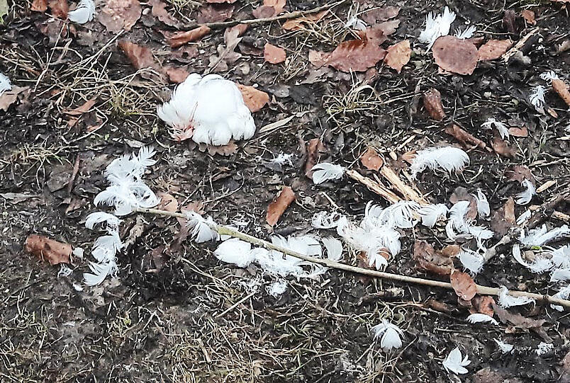 Grausiger Anblick: die Überreste eines Jungschwans.