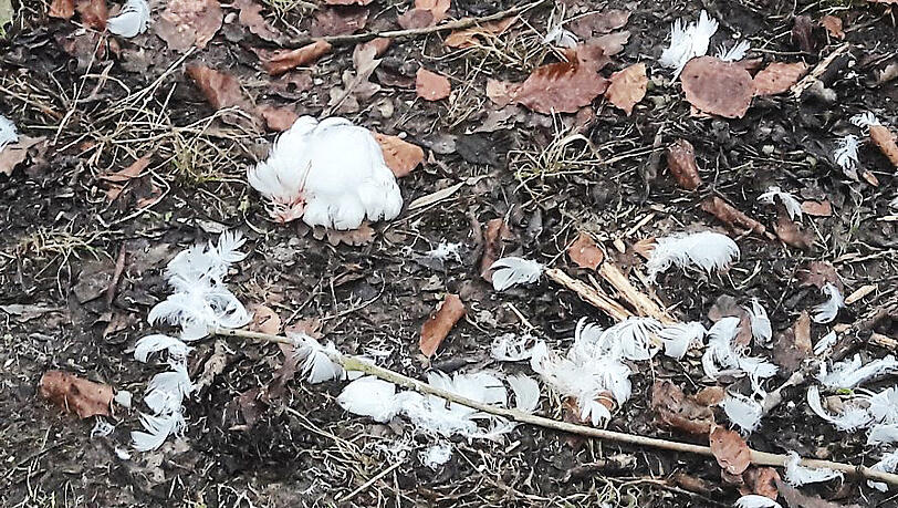 Grausiger Anblick: die Überreste eines Jungschwans. Grausiger Anblick: die Überreste eines Jungschwans.