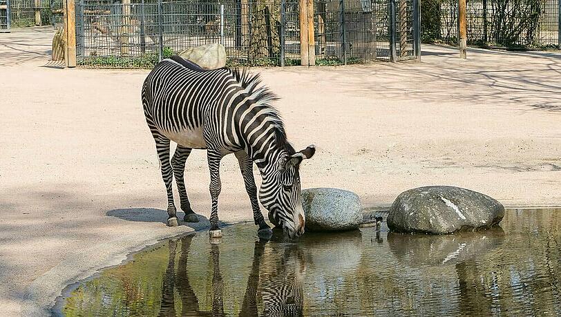Ab 11. Mai können Besucher der Wilhelma Stuttgart Tiere wie das Grevy-Zebra wieder live und in Farbe beobachten Ab 11. Mai können Besucher der Wilhelma Stuttgart Tiere wie das Grevy-Zebra wieder live und in Farbe beobachten