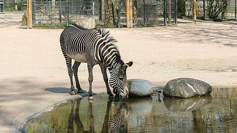 Ab 11. Mai können Besucher der Wilhelma Stuttgart Tiere wie das Grevy-Zebra wieder live und in Farbe beobachten