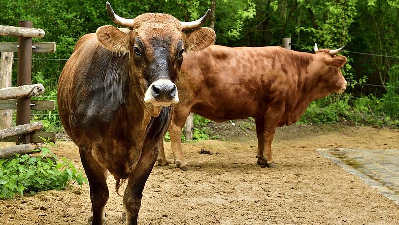 Wilma und Kenia sind Murnau-Werdenfelser Kühe, eine alte Rasse, die es nur noch selten gibt.