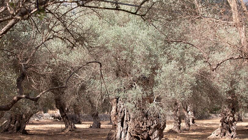 Wassermangel im Sommer ist auf Mallorca nichts Neues. (Archivfoto)
