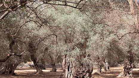 Wassermangel im Sommer ist auf Mallorca nichts Neues. (Archivfoto)